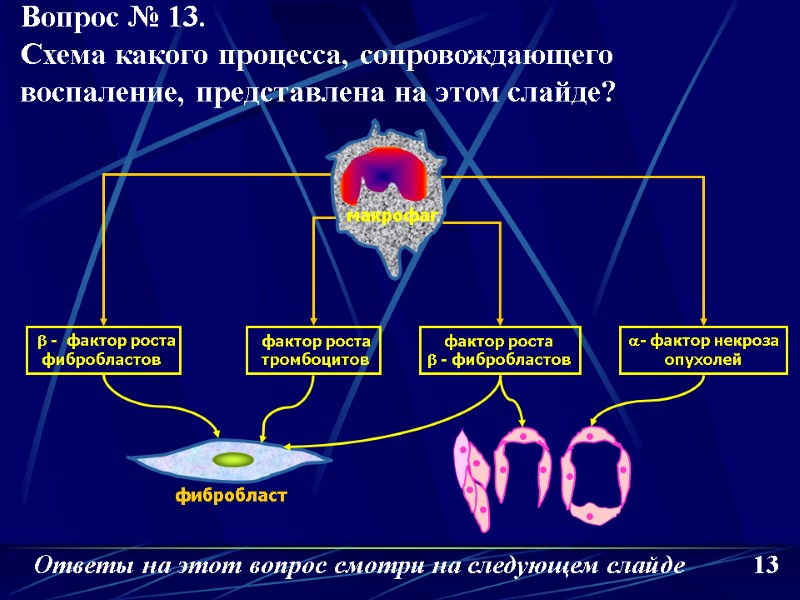 b -  фактор роста фибробластов фактор роста тромбоцитов фактор роста b - фибробластов